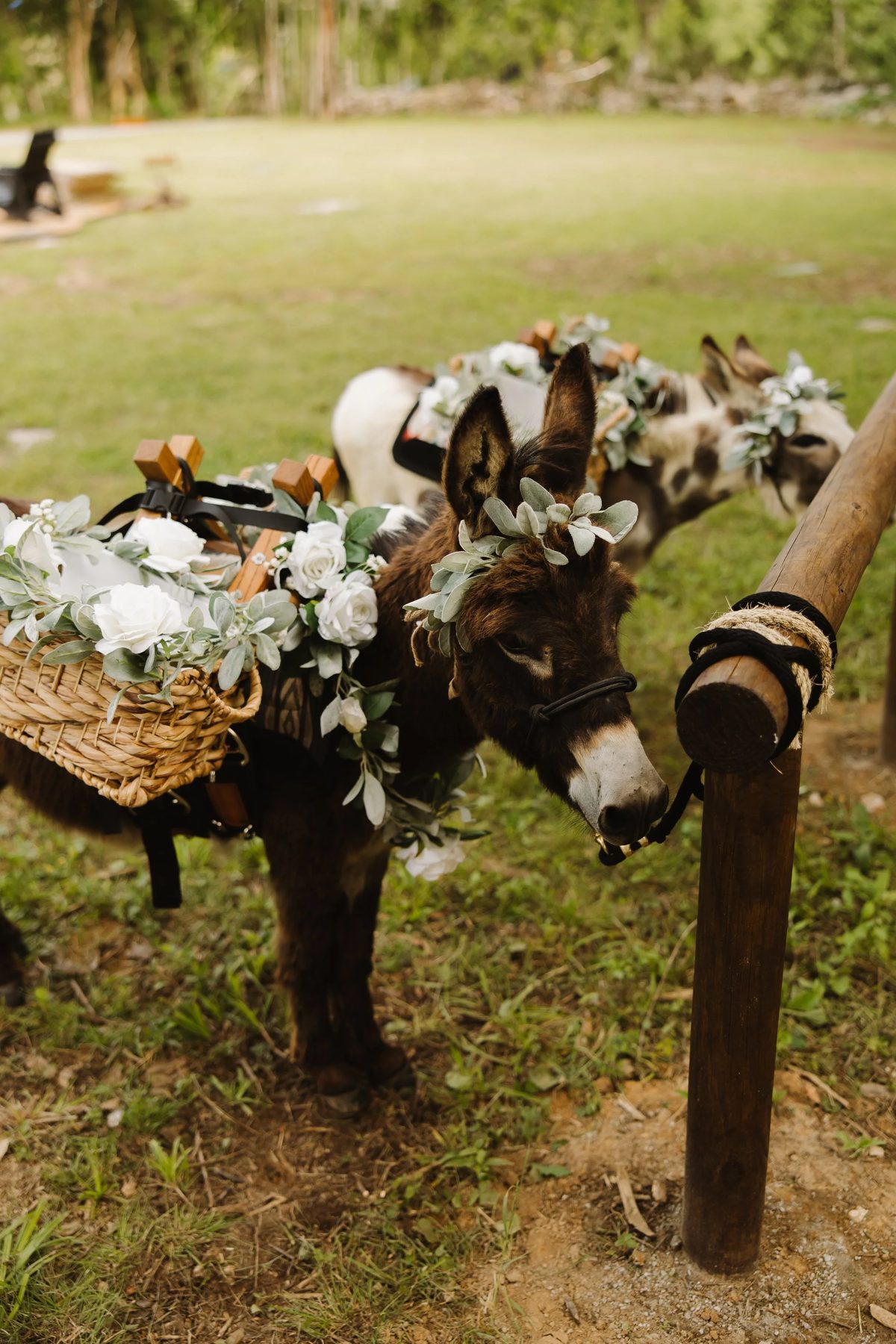 The Nashville Beer Burros